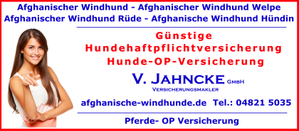 Afghanischer-Windhund